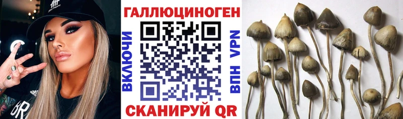 Купить где  Называевск  Псилоцибиновые грибы GOLDEN TEACHER 